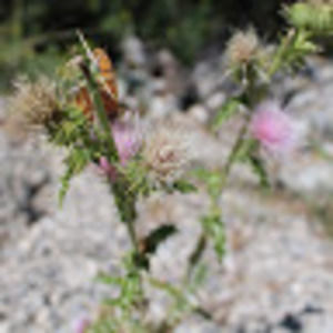 Meet your Posher, Aszhaly